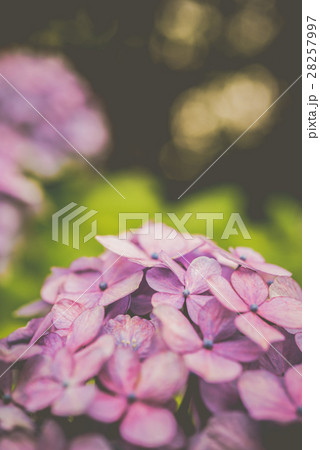 紫陽花 紫陽花 28257997