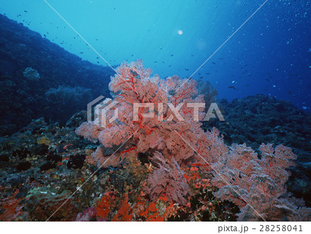 サンゴ 28258041