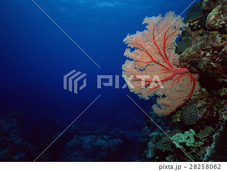 サンゴ 28258062