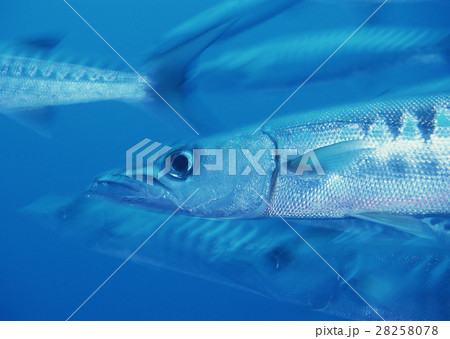 魚の群れ 28258078