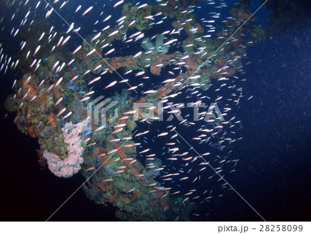 魚の群れ 魚の群れ 28258099