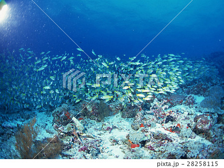 魚の群れ 魚の群れ 28258115