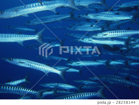 魚の群れ 魚の群れ 28258144