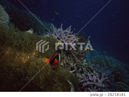 ハマクマノミ 28258181