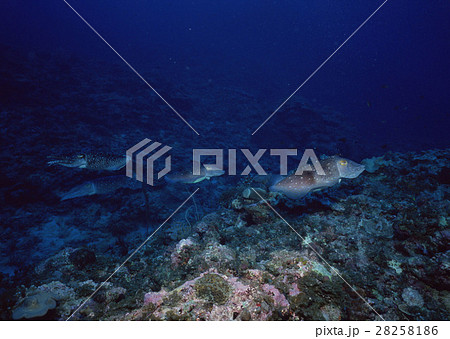 コブシメ 28258186