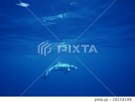 バンドウイルカ 28258188