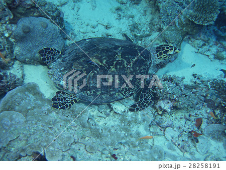 ウミガメ 28258191