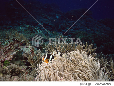 クマノミ クマノミ 28258209