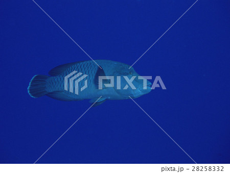 メガネモチノウオ 28258332