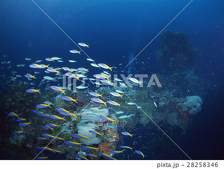 魚の群れ 28258346