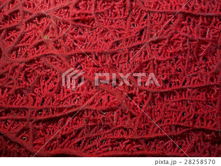 イソバナ 28258570