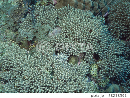 ハマサンゴ 28258591