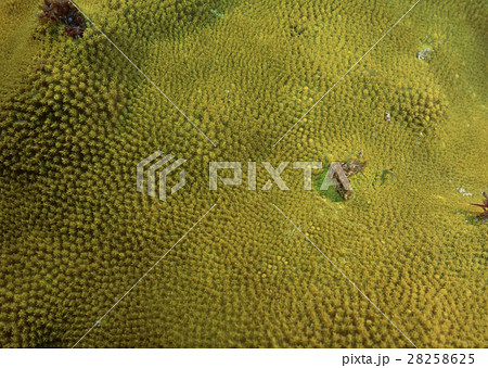 キクメイシ キクメイシ 28258625