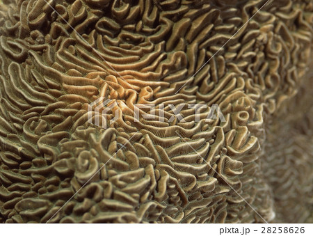 シワリュウモンサンゴ シワリュウモンサンゴ 28258626