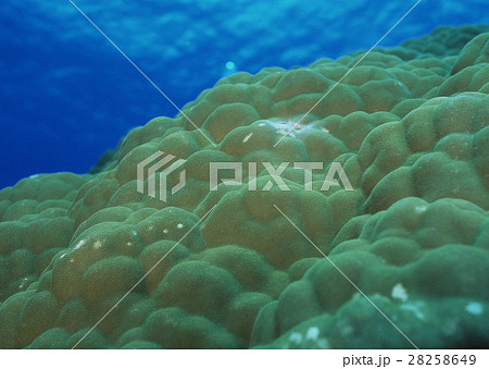 コブハマサンゴ 28258649