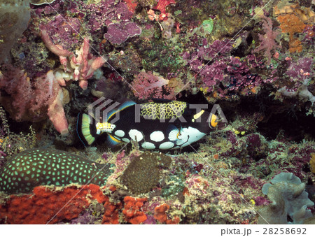 モンガラカワハギ モンガラカワハギ 28258692