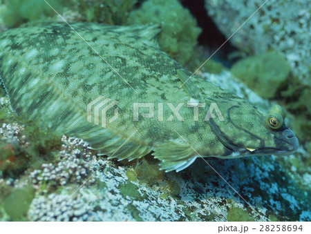 クロガシラガレイ クロガシラガレイ 28258694