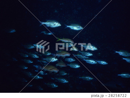 魚の群れ 魚の群れ 28258722