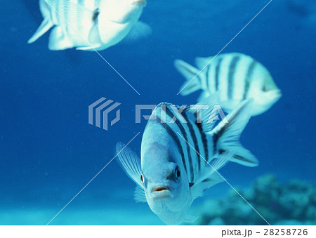 ロクセンスズメダイ 28258726