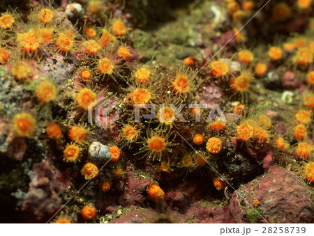 ムツサンゴ 28258739