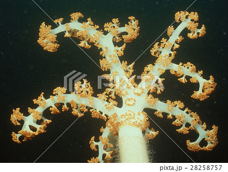 トゲトサカ 28258757