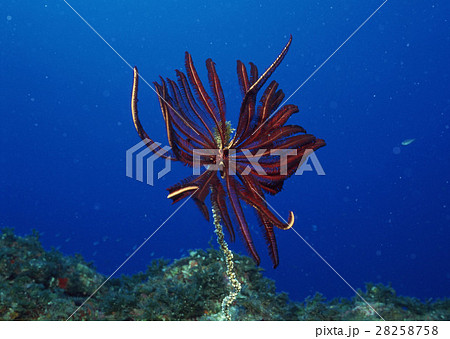 ムチヤギとウミシダ ムチヤギとウミシダ 28258758