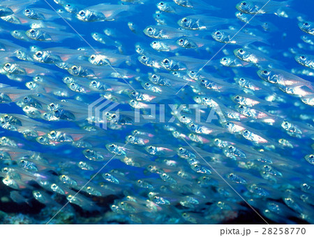 魚の群れ 魚の群れ 28258770