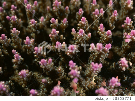 ハナガサミドリイシ 28258771