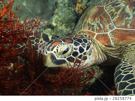 ウミガメ 28258774