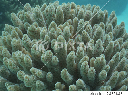 ヤスリサンゴ 28258824