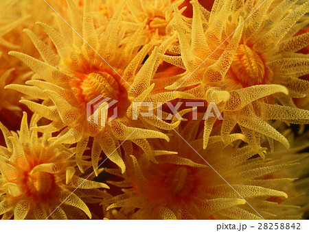 ムツサンゴ 28258842