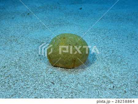 マンジュウヒトデ 28258864