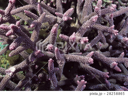 ミドリイシ 28258865