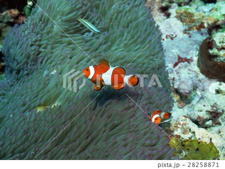 カクレクマノミ 28258871