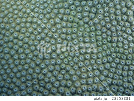 ダイオウサンゴ 28258881