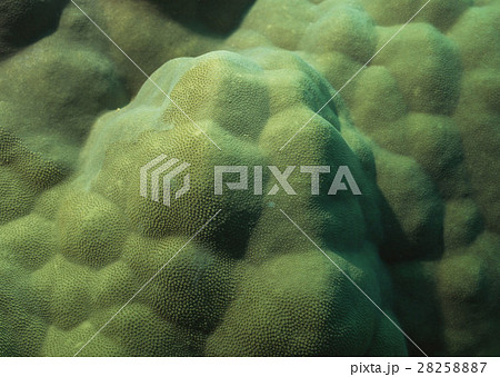 コブハマサンゴ コブハマサンゴ 28258887