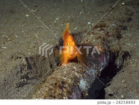 オキゴンベ 28258893