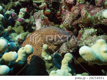 ゴマウツボ 28258931