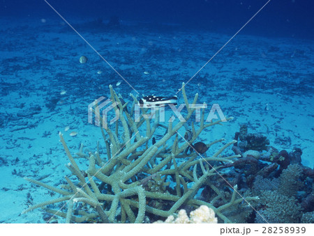 マダラタルミ 28258939