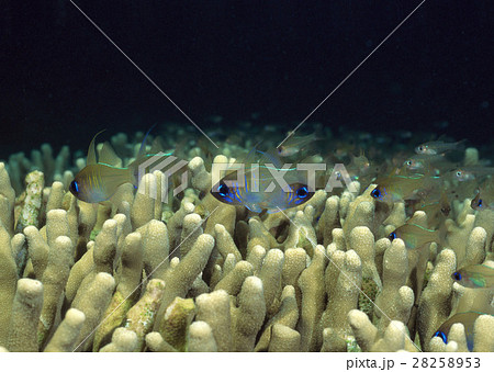 イトヒキテンジクダイ イトヒキテンジクダイ 28258953