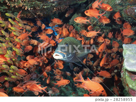 魚の群れ 魚の群れ 28258955