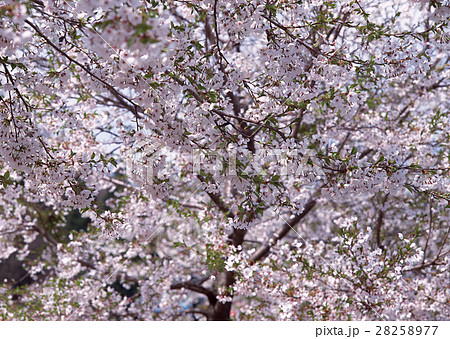サクラ 28258977