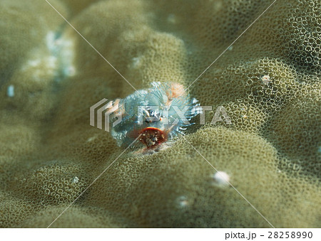 イバラカンザシ イバラカンザシ 28258990