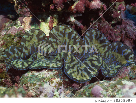 ヒレジャコガイ 28258997