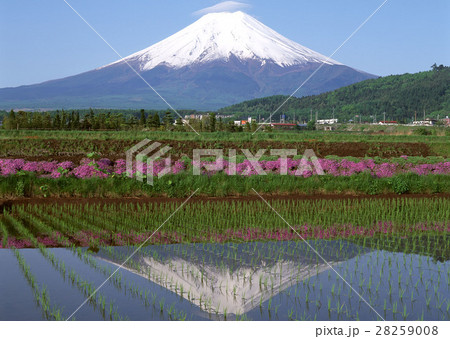 たんぼと富士山 たんぼと富士山 28259008