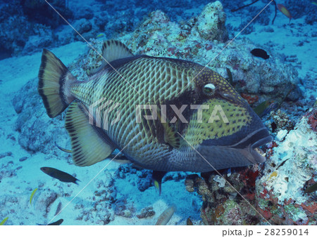 ゴマモンガラ ゴマモンガラ 28259014