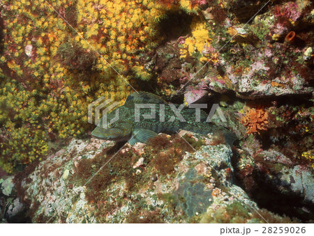 アイナメとムツサンゴ アイナメとムツサンゴ 28259026