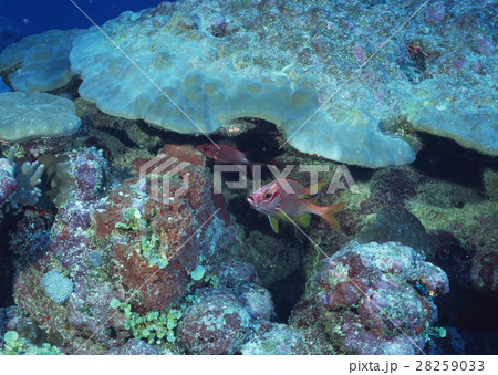 トガリエビスとホンソメワケベラ 28259033
