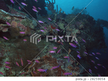 魚の群れ 28259058