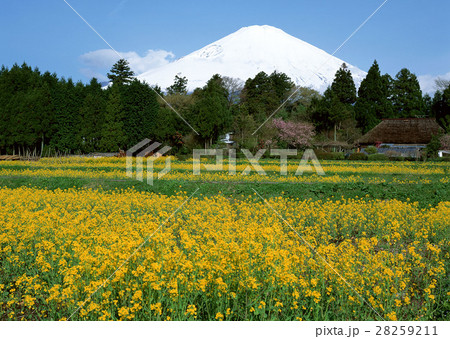 花畑と富士山 28259211